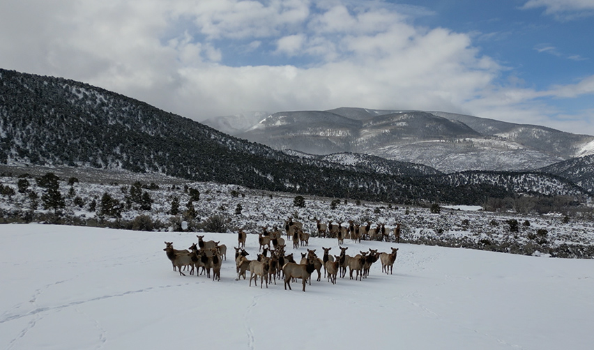 A herd of animals in the snow