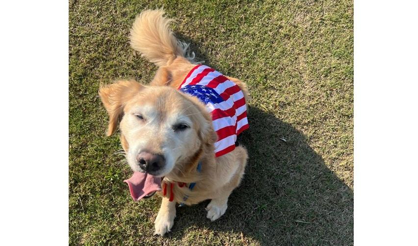 A dog wearing a U.S. flag, as part of Bay Creek's Yappy Hour event.