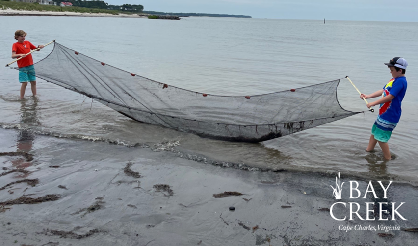 An image of children using a net and exploring the Chesapeake Bay shoreline during Bay Creek's Netting on the Beach event.